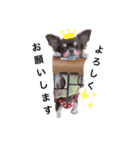 チワワの咲ちゃん（個別スタンプ：5）