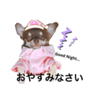チワワの咲ちゃん（個別スタンプ：8）