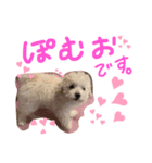 ぽむおくん（個別スタンプ：1）