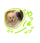 ぽむおくん（個別スタンプ：2）