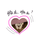 ぽむおくん（個別スタンプ：3）