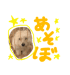 ぽむおくん（個別スタンプ：4）
