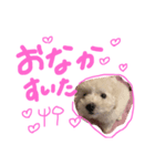 ぽむおくん（個別スタンプ：6）