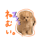 ぽむおくん（個別スタンプ：7）