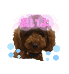 可愛いトイプードルの日課（親子Ver.）ニケ（個別スタンプ：2）