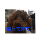 可愛いトイプードルの日課（親子Ver.）ニケ（個別スタンプ：5）