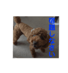 可愛いトイプードルの日課（親子Ver.）ニケ（個別スタンプ：8）