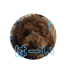 可愛いトイプードルの日課 (親子Kids) ニケ（個別スタンプ：3）