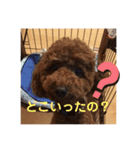 可愛いトイプードルの日課 (親子Kids) ニケ（個別スタンプ：4）