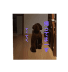 可愛いトイプードルの日課 (親子Kids) ニケ（個別スタンプ：6）