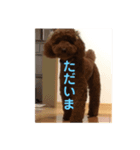 可愛いトイプードルの日課 (親子Kids) ニケ（個別スタンプ：7）