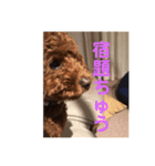可愛いトイプードルの日課 (親子Kids) ニケ（個別スタンプ：8）