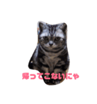 あんず と すばる（個別スタンプ：2）