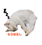 あんず と すばる（個別スタンプ：6）