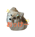すもれお（個別スタンプ：1）