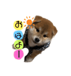 コロコロstamp（個別スタンプ：1）