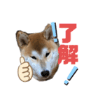 コロコロstamp（個別スタンプ：2）