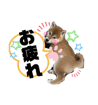 コロコロstamp（個別スタンプ：3）