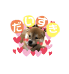 コロコロstamp（個別スタンプ：4）
