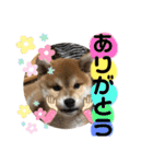 コロコロstamp（個別スタンプ：5）