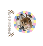 コロコロstamp（個別スタンプ：6）