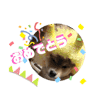 コロコロstamp（個別スタンプ：8）