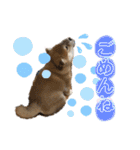 コロコロstamp（個別スタンプ：9）
