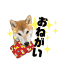 コロコロstamp（個別スタンプ：10）