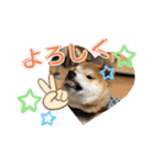 コロコロstamp（個別スタンプ：11）