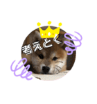コロコロstamp（個別スタンプ：13）