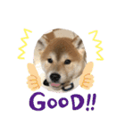 コロコロstamp（個別スタンプ：15）