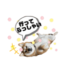 コロコロstamp（個別スタンプ：22）