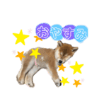 コロコロstamp（個別スタンプ：24）