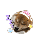 コロコロstamp（個別スタンプ：25）