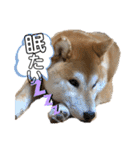 コロコロstamp（個別スタンプ：29）