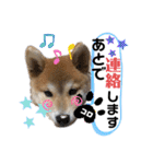 コロコロstamp（個別スタンプ：32）