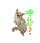 にこにこテトくん☆（個別スタンプ：4）