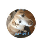 ラブラドールとワイマラナー兄弟（個別スタンプ：3）