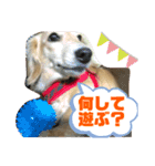 毎日使えるモカスタンプ（個別スタンプ：15）