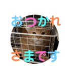 おてんばメインクーン【タミさん】その1（個別スタンプ：3）