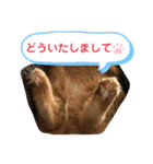 おてんばメインクーン【タミさん】その1（個別スタンプ：6）
