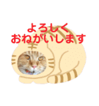 おてんばメインクーン【タミさん】その1（個別スタンプ：7）