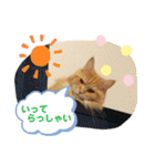おてんばメインクーン【タミさん】その1（個別スタンプ：8）