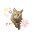 おてんばメインクーン【タミさん】その1（個別スタンプ：9）