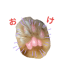 おてんばメインクーン【タミさん】その1（個別スタンプ：12）