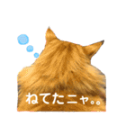 おてんばメインクーン【タミさん】その1（個別スタンプ：15）