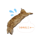 おてんばメインクーン【タミさん】その1（個別スタンプ：17）