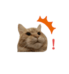 おてんばメインクーン【タミさん】その1（個別スタンプ：21）