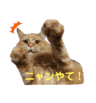 おてんばメインクーン【タミさん】その1（個別スタンプ：22）