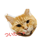 おてんばメインクーン【タミさん】その1（個別スタンプ：23）